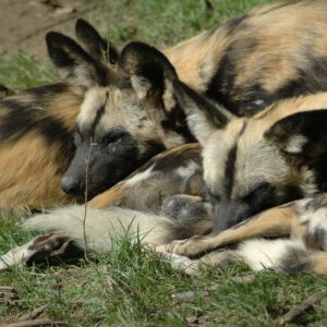 GaiaZOO, natuurlijk duurzaam
